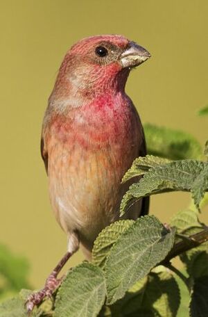Common Rosefinch 
&copy; Singhal Sunil