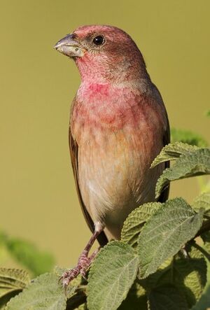 Common Rosefinch 
&copy; Singhal Sunil
