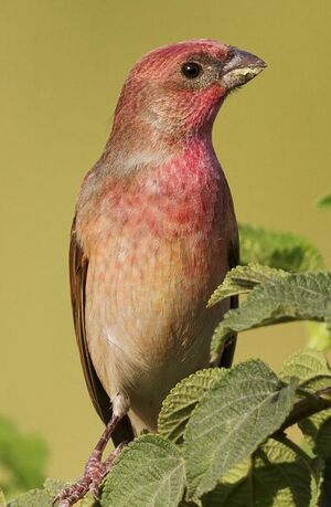 Common Rosefinch 
&copy; Singhal Sunil