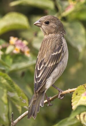 Common Rosefinch 
&copy; Singhal Sunil
