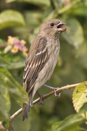 Common Rosefinch 
&copy; Singhal Sunil