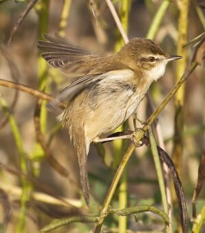 Paddyfield Warbler 
&copy; Singhal Sunil