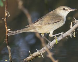 Clamorous Reed Warbler