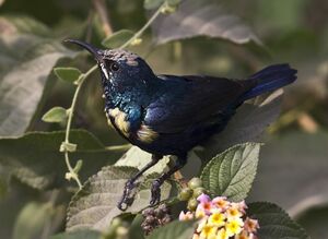Purple Sunbird