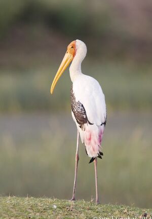Painted Stork