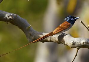 Asian Paradise Flycatcher