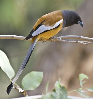 Rufous Treepie