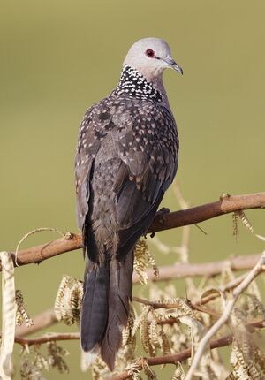 Spotted Dove