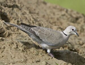 Eurasian Collared Dove 
&copy; Singhal Sunil