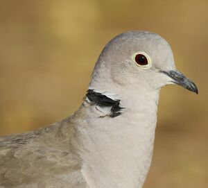 Eurasian Collared Dove 
&copy; Singhal Sunil