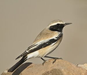 Desert Wheatear 
&copy; Singhal Sunil