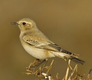 Desert Wheatear 
&copy; Singhal Sunil