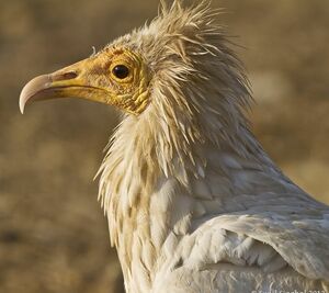 Egyptian Vulture