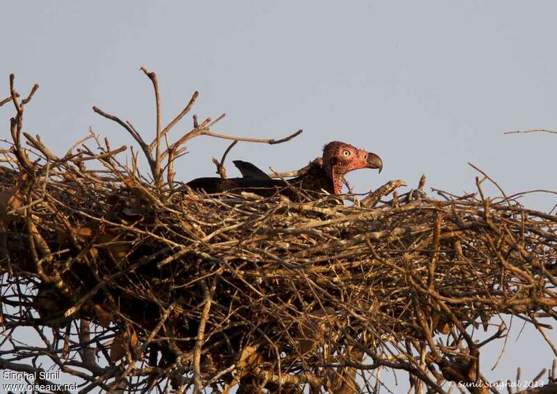 Red-headed Vulture male adult, Reproduction-nesting