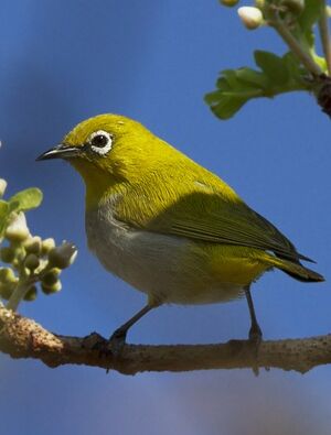 Oriental White-eye