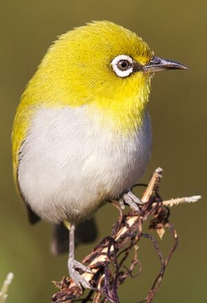 Oriental White-eye