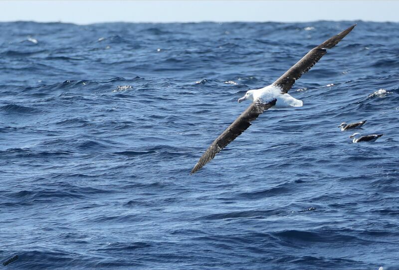Albatros royal du Nordadulte, Vol