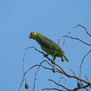 Red-lored Amazon