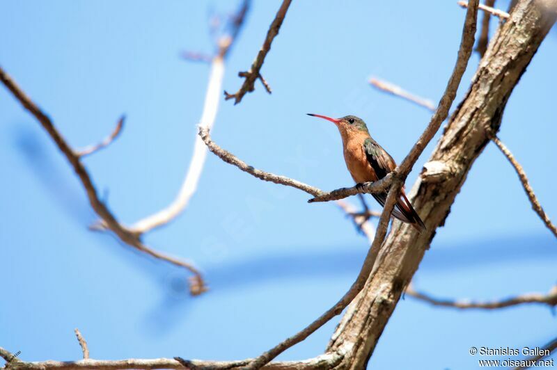Cinnamon Hummingbird male adult