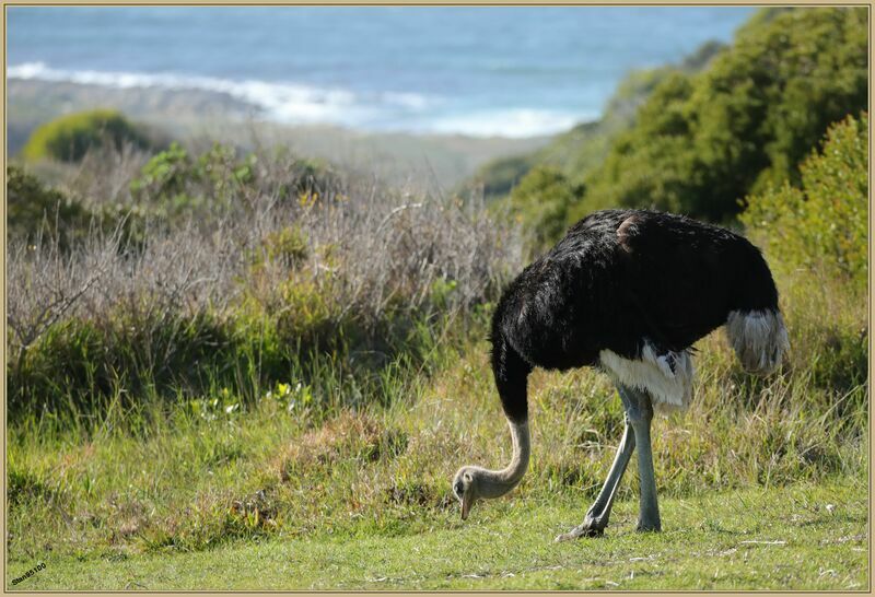 Common Ostrich male adult, walking, eats