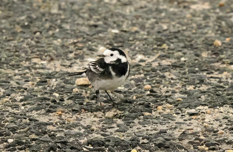 White Wagtail (yarrellii)adult transition