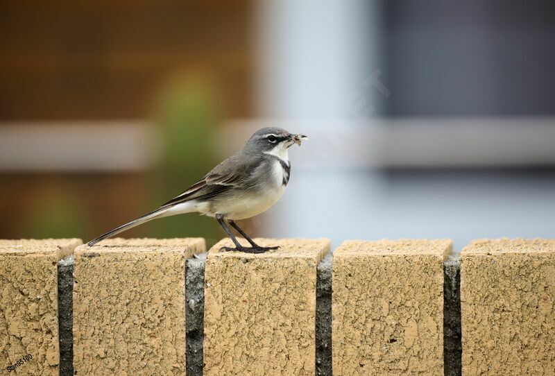 Cape Wagtail male adult breeding, Reproduction-nesting