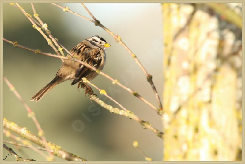 White-crowned Sparrow male adult breeding