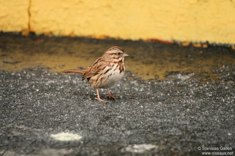 Song Sparrow male adult breeding