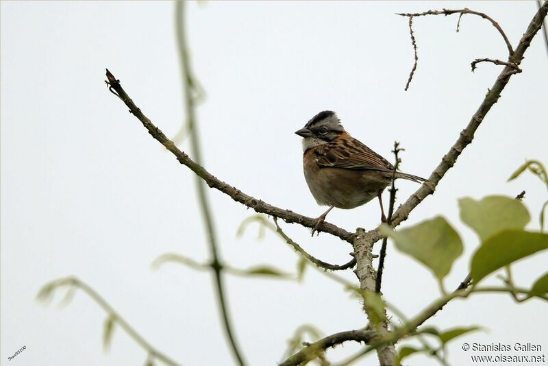 Rufous-collared Sparrow male adult breeding