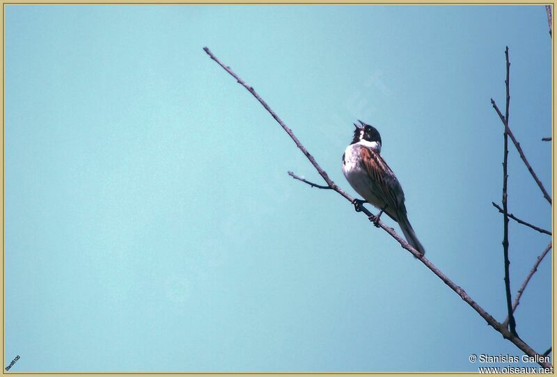 Common Reed Bunting male adult breeding, song