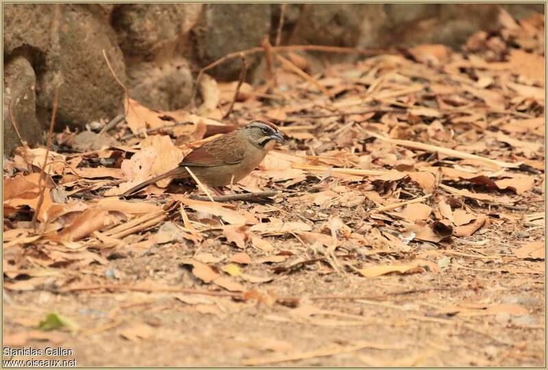 Rusty Sparrow male adult breeding, identification, walking