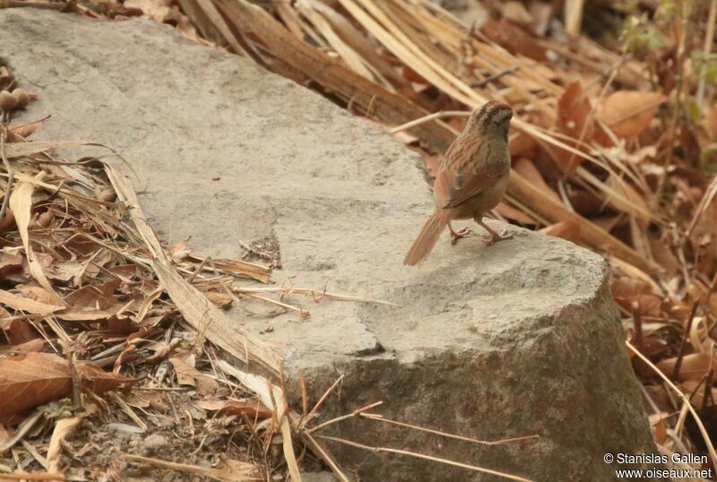Rusty Sparrow male adult breeding