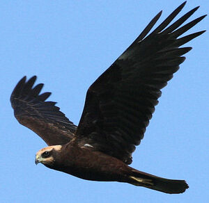 Western Marsh Harrier