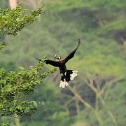 Black-casqued Hornbill