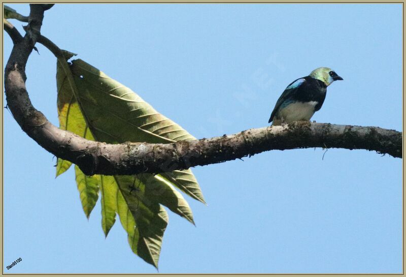 Golden-hooded Tanager male adult