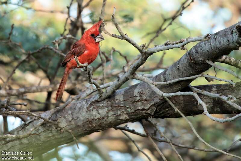 Cardinal vermillon mâle adulte nuptial, identification