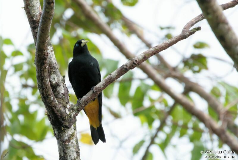 Yellow-rumped Caciqueadult breeding