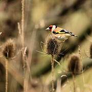European Goldfinch