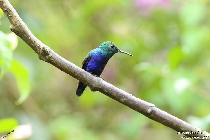 Violet-bellied Hummingbird male adult breeding