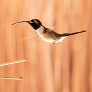 Mexican Sheartail