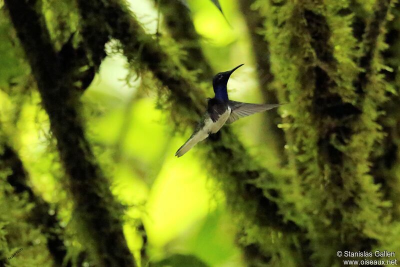 Colibri jacobin mâle adulte