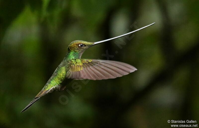 Sword-billed Hummingbirdadult, Flight