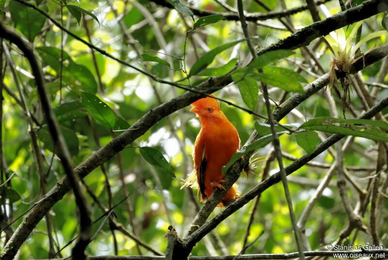 Coq-de-roche orange mâle adulte nuptial, parade