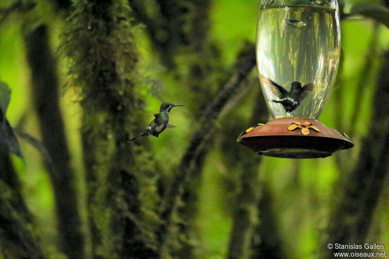 Green Thorntail female adult, Flight, eats