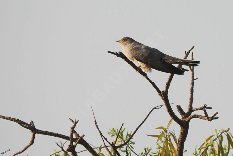 African Cuckoo male adult breeding
