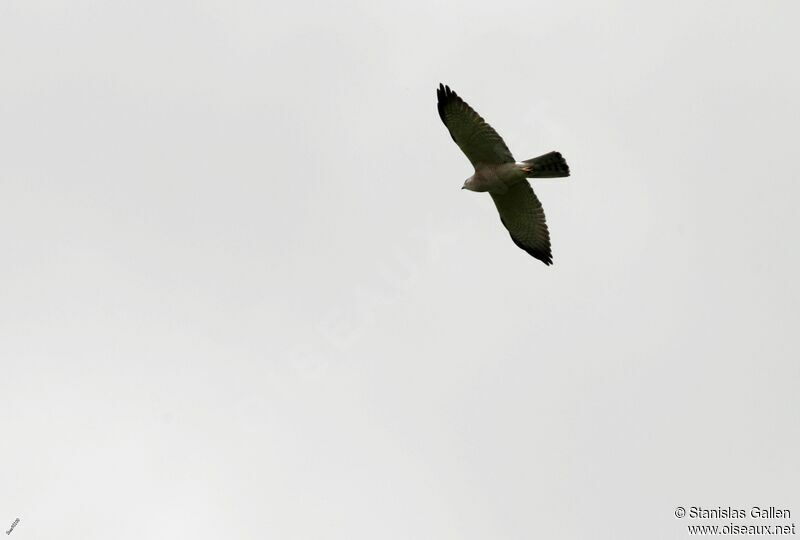 Levant Sparrowhawk female adult, Flight