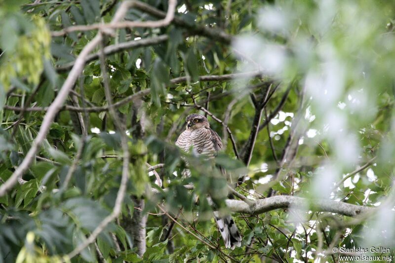 Eurasian Sparrowhawk female adult