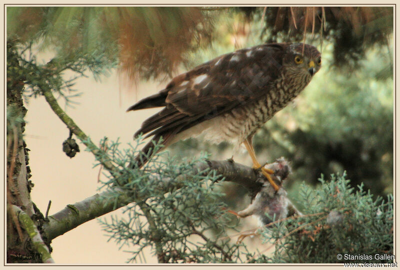 Eurasian Sparrowhawk female adult transition, eats