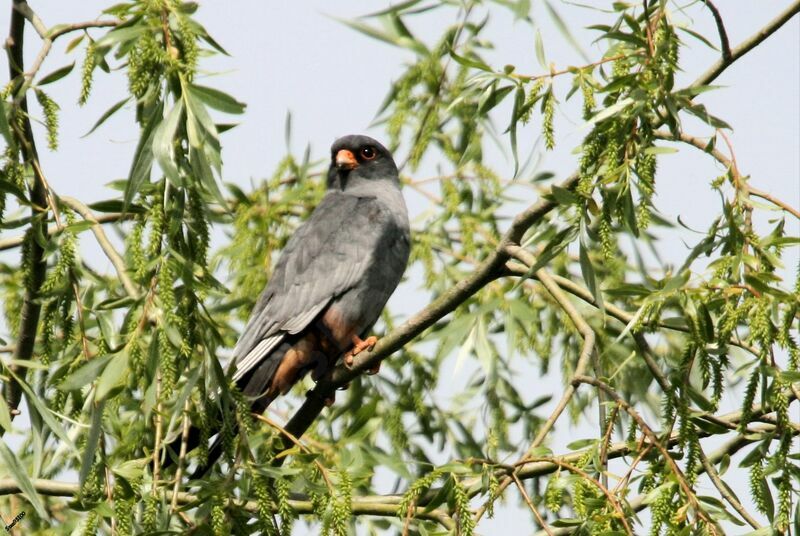 Red-footed Falcon male adult breeding