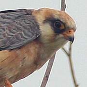 Red-footed Falcon